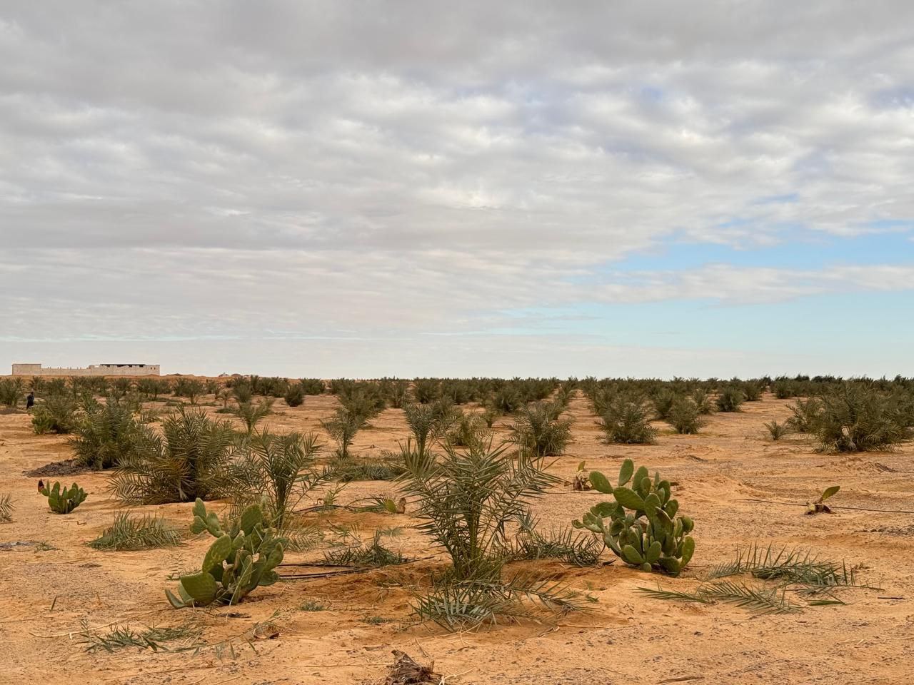 مزرعة خير مصر