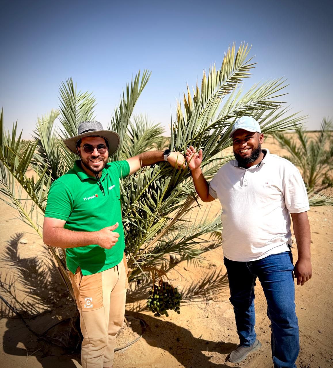 الطحان جولدن داتس