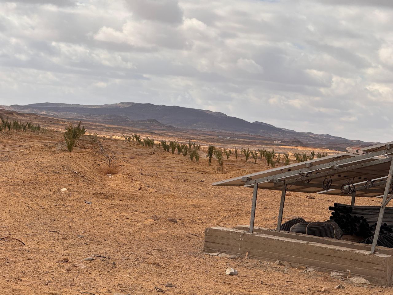 مزرعة دكتور وائل فراولية